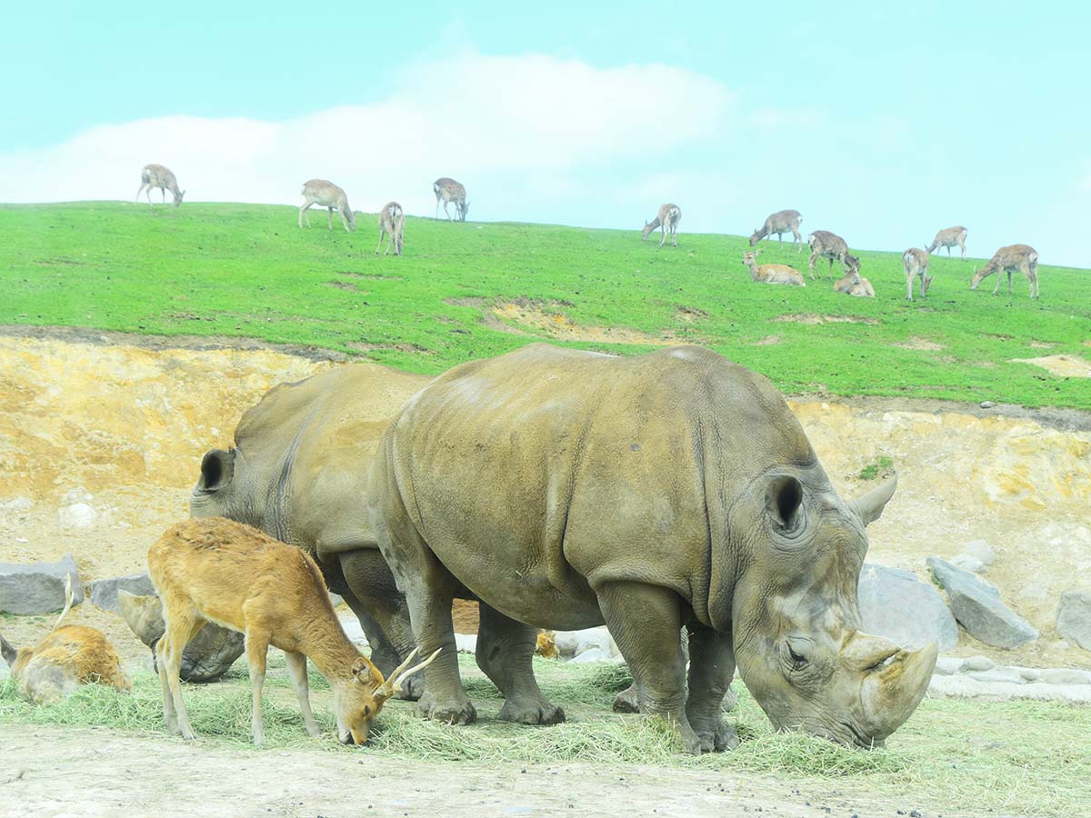 九州自然動物公園アフリカンサファリの前売り券 2枚組 - 施設利用券