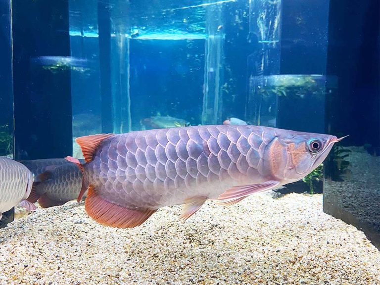 アジアアロワナ(カワスイ川崎水族館)