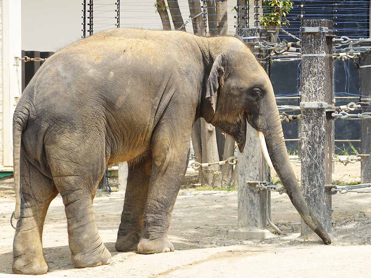 2025年訪問！日本の動物園と水族館おすすめ巡り ワシ フクロウ ぬいぐるみ 上野動物園 多摩動物公園 まとめ売り