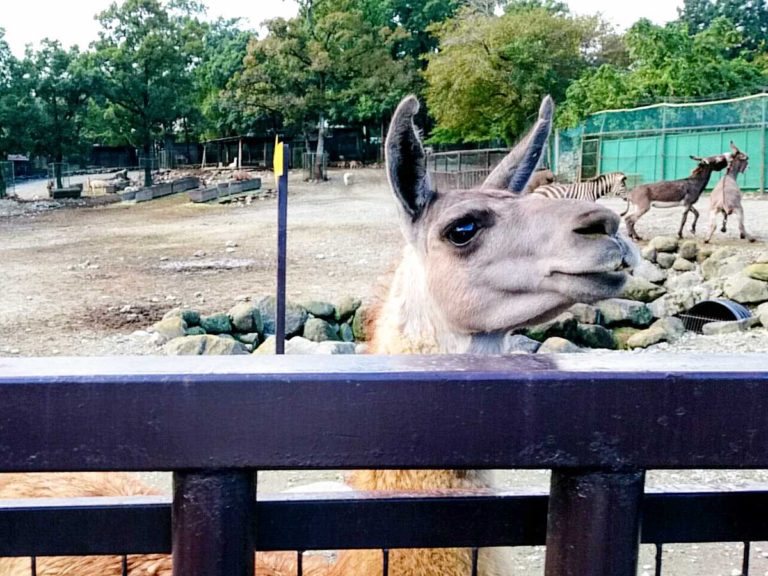 那須サファリパーク