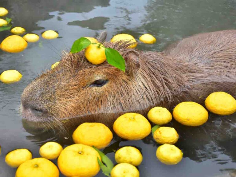 伊豆シャボテン動物公園「カピバラのゆず湯」