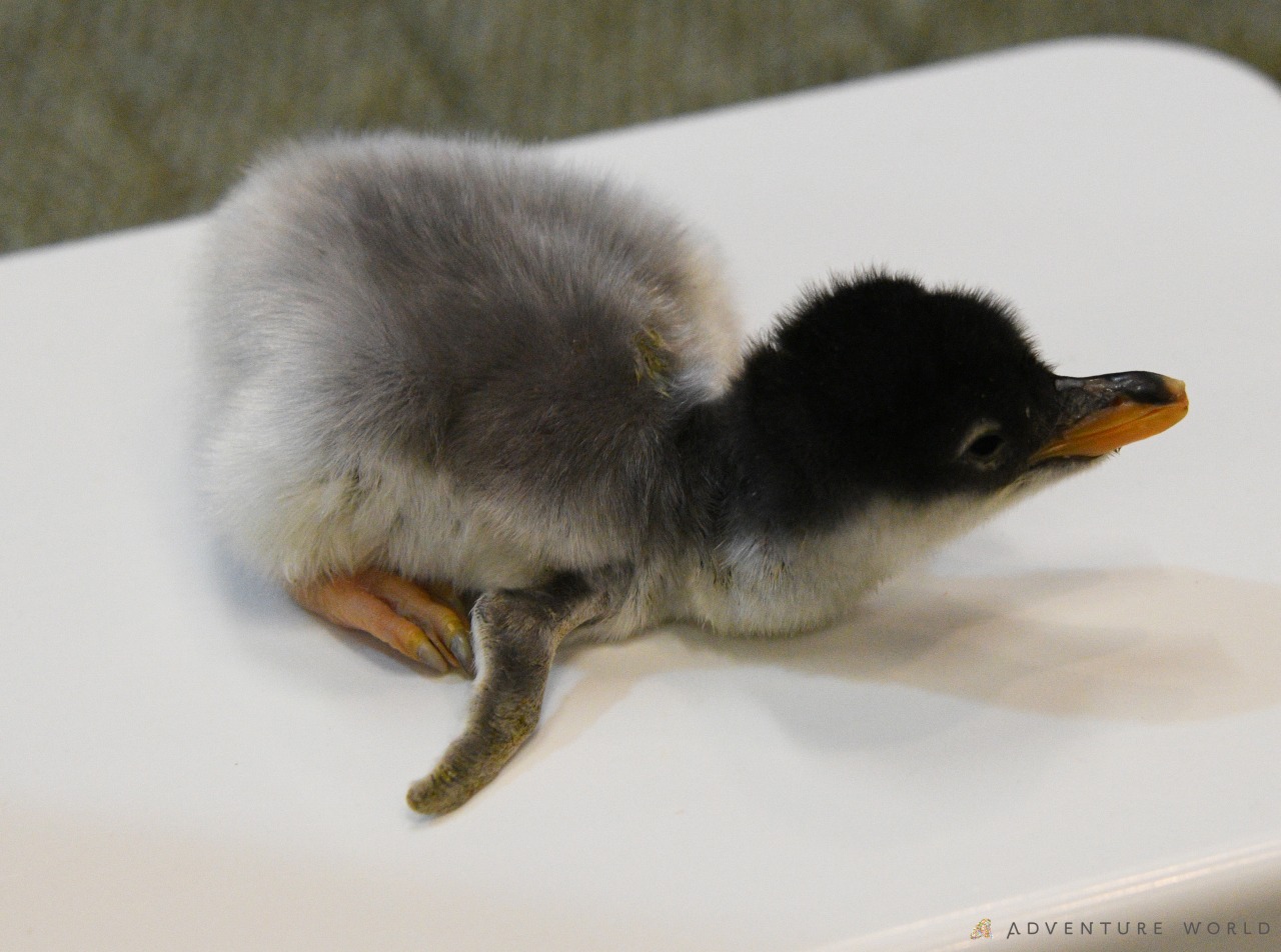 アドベンチャーワールド 6種類25羽のペンギンの赤ちゃんが誕生！