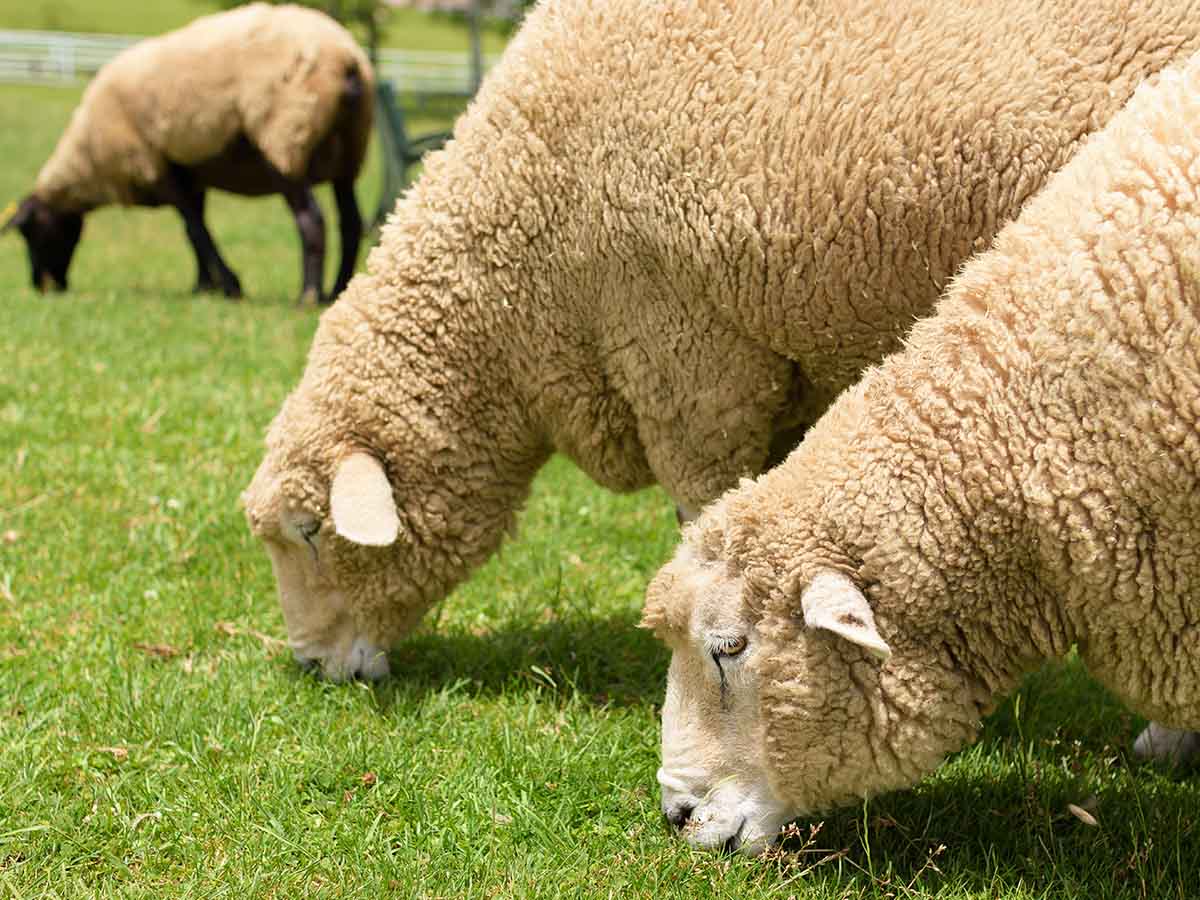 小岩井農場まきば園 基本情報 営業時間 料金 駐車場 見どころなど 動物日和 動物園水族館情報サイト