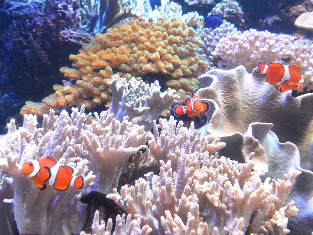 新潟市水族館マリンピア日本海｜基本情報（営業時間、料金、駐車場