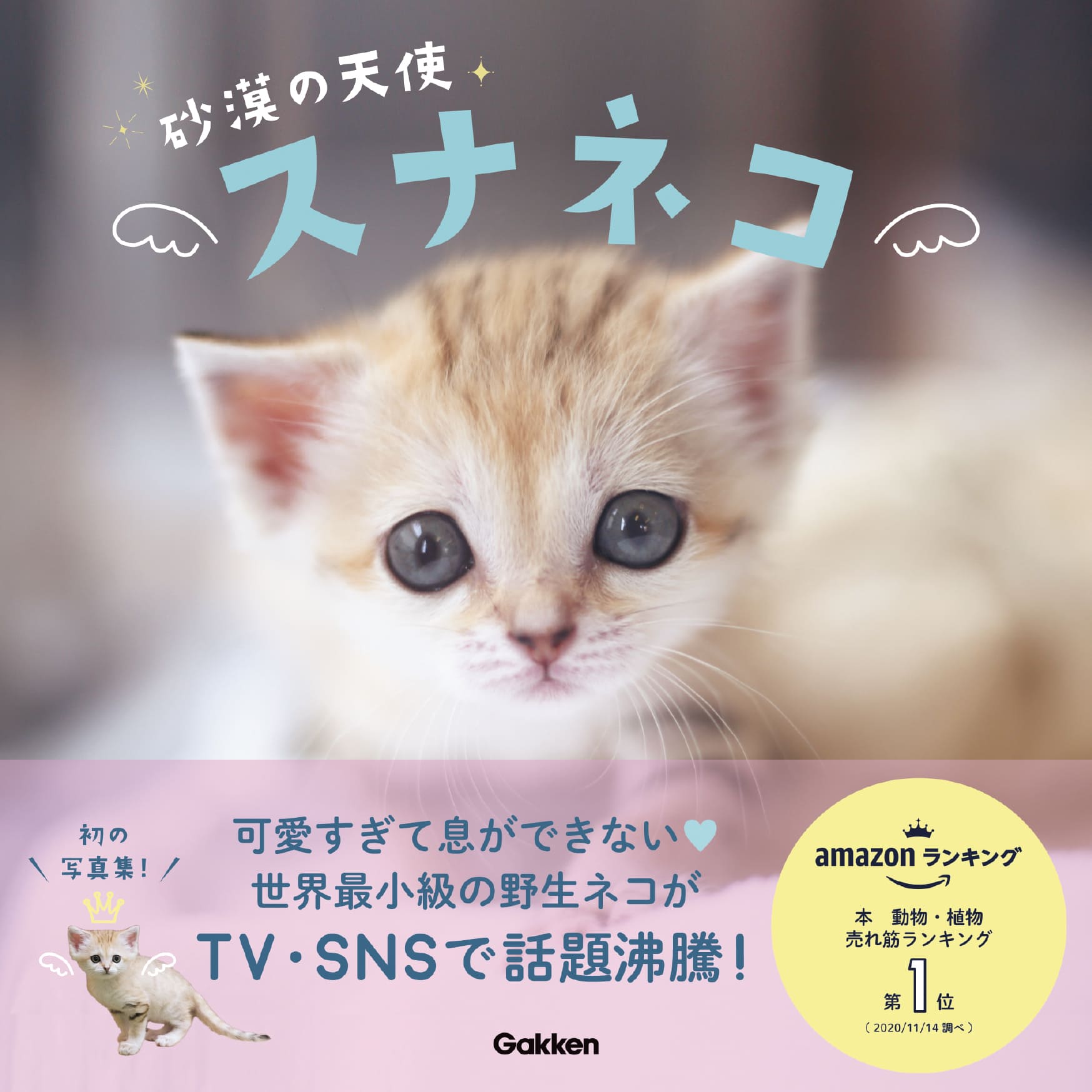 スナネコ赤ちゃんの成長が1冊に どうぶつ王国協力の写真集 砂漠の天使 スナネコ 発売 動物日和 動物園水族館情報サイト
