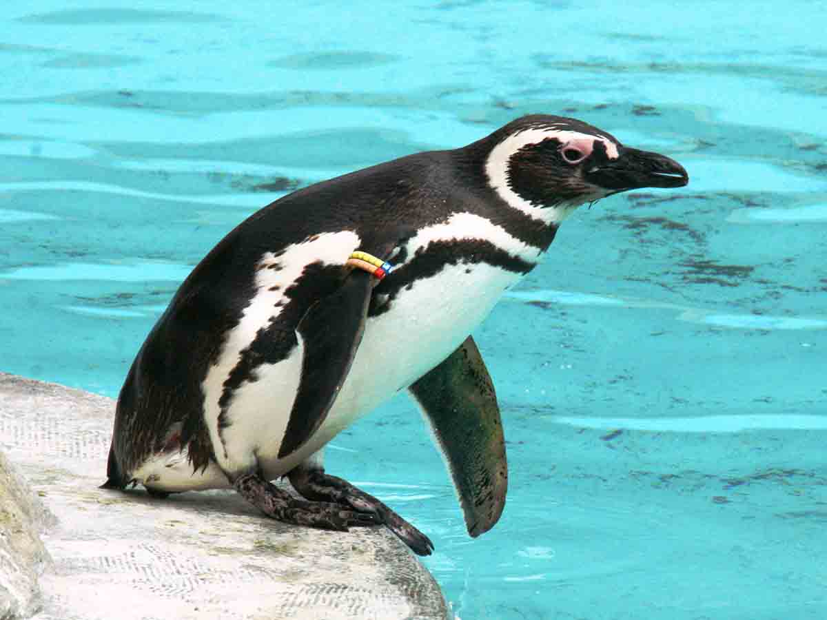 姫路市立動物園 基本情報 営業時間 料金 駐車場 見どころなど 動物日和 動物園水族館情報サイト