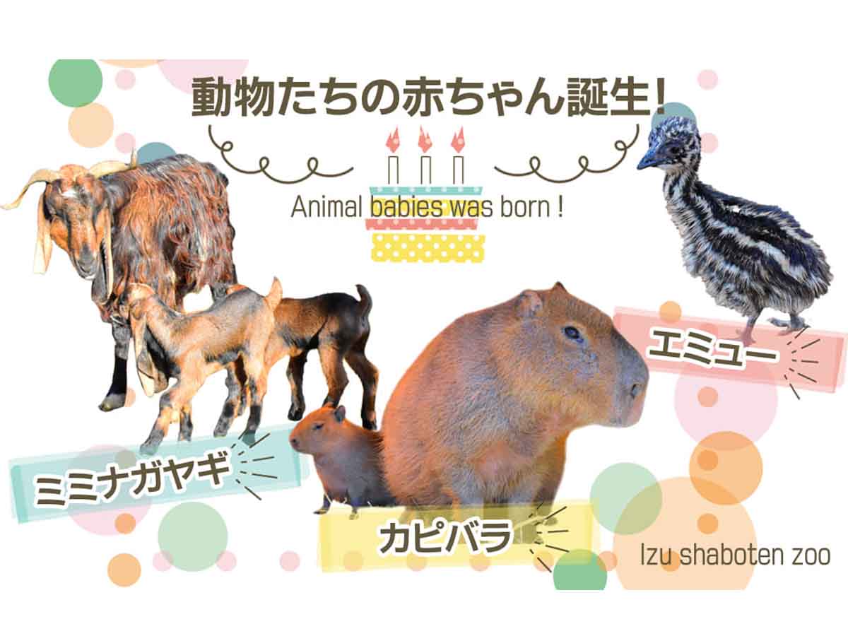 カピバラ ミミナガヤギ エミューの赤ちゃん誕生 伊豆シャボテン動物公園 動物日和 動物園水族館情報サイト