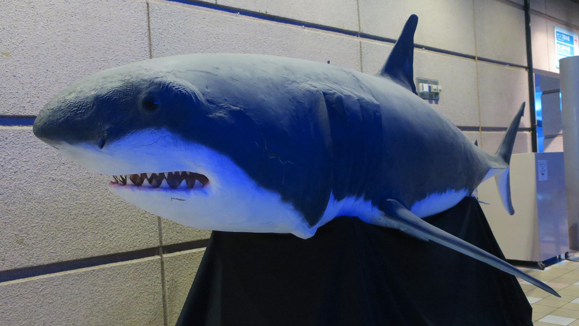 神戸市立須磨海浜水族園 企画展 瀬戸内海のハンターたち 彼らが生きる豊かな海とは 開催中 動物日和 動物園水族館情報サイト