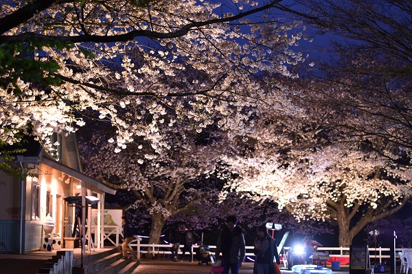夜桜ライトアップ(成田ゆめ牧場)