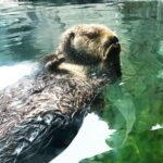 【2022年】ラッコに会える水族館はどこ?(日本全国で2館、3頭のみ) ラッコ