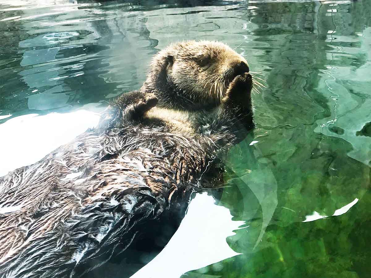 22年 ラッコに会える水族館はどこ 日本全国で2館 3頭のみ 動物日和 動物園水族館情報サイト