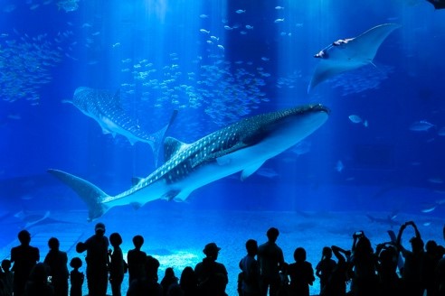 「どうぶつの未来をかんがえる日」沖縄美ら海水族館