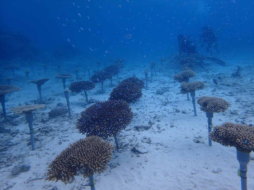 サンシャイン水族館「サンゴプロジェクト」