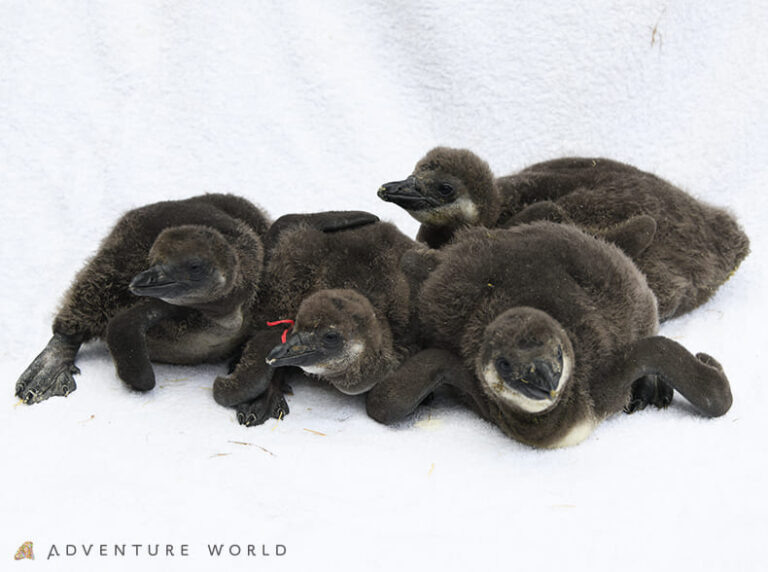 ケープペンギン赤ちゃん4羽が誕生！公開中＠アドベンチャーワールド