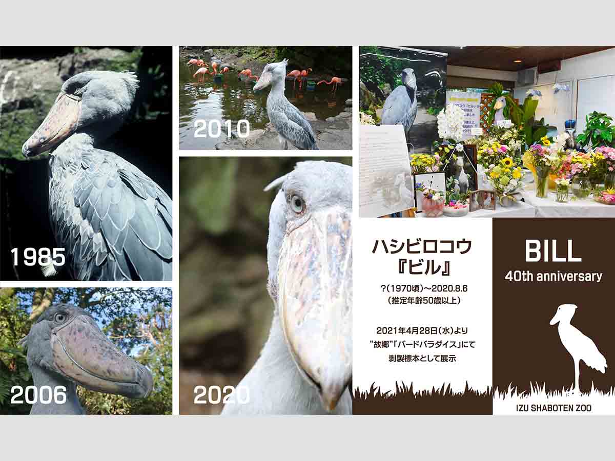 世界最高齢ハシビロコウ「ビル」 剥製標本として展示＠伊豆シャボテン