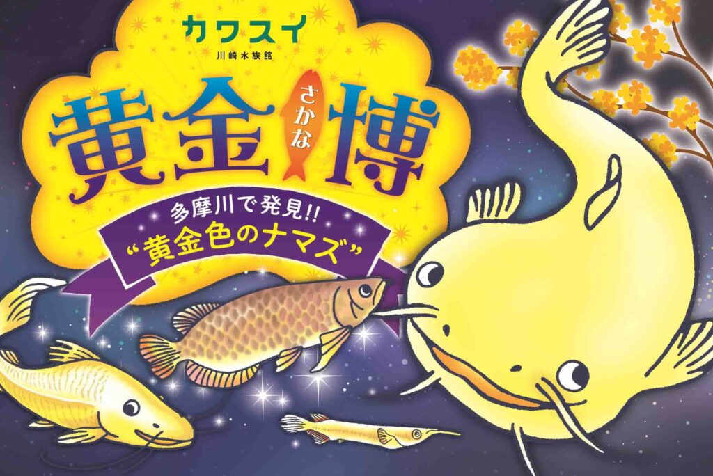 カワスイ 川崎水族館 初の特別企画展示「黄金さかな博～多摩川で発見!!“黄金色のナマズ” ～」
