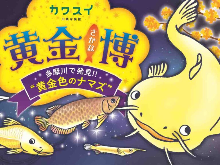 カワスイ 川崎水族館 初の特別企画展示「黄金さかな博～多摩川で発見!!“黄金色のナマズ” ～」