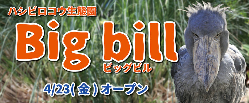 ハシビロコウ生態園 Big bill（ビッグビル）_神戸どうぶつ王国