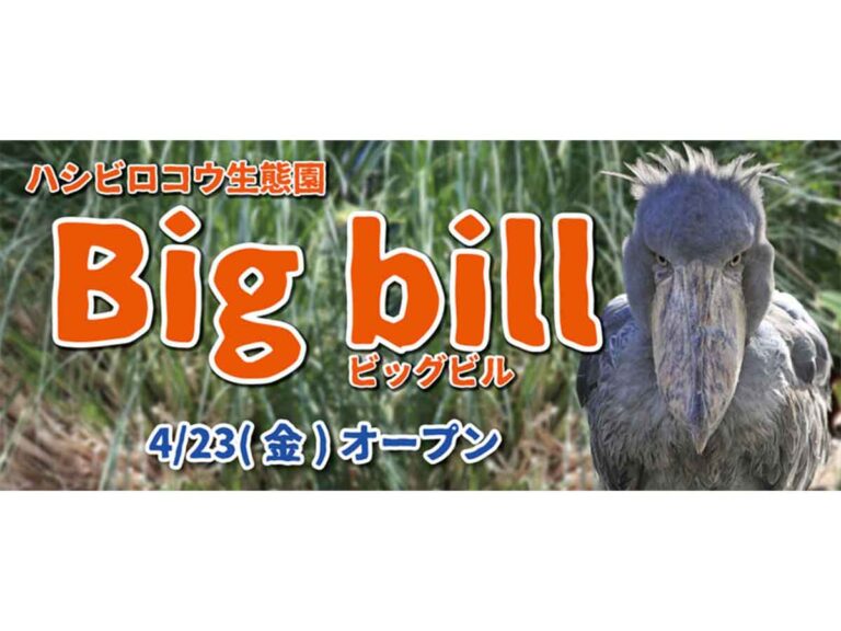 ハシビロコウ 新エリア「Big bill（ビッグビル）」オープン！4/23＠神戸どうぶつ王国