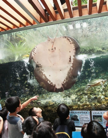 板橋区立熱帯環境植物館 ミニ水族館
