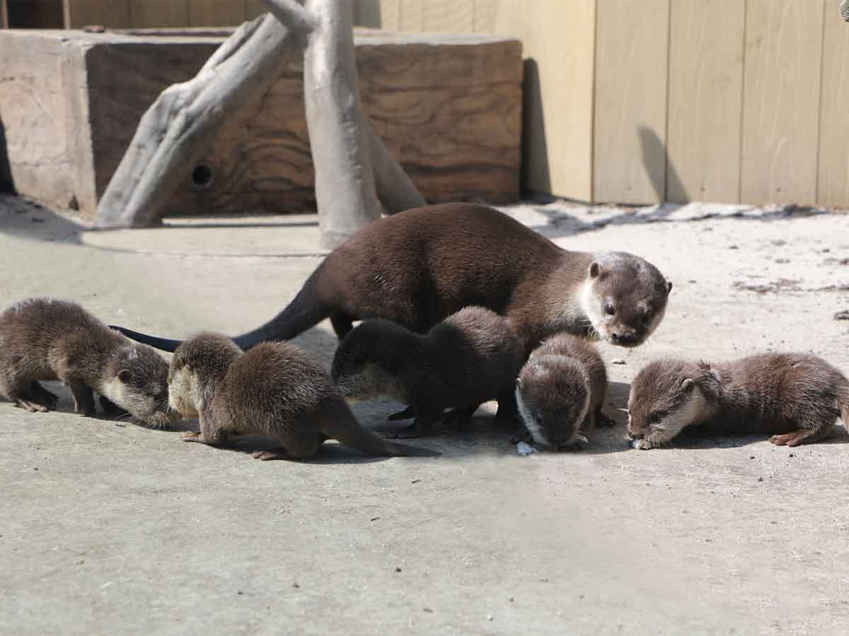 コツメカワウソ ハイイロアザラシの赤ちゃん公開中 横浜 八景島シーパラダイス 動物日和 動物園水族館情報サイト