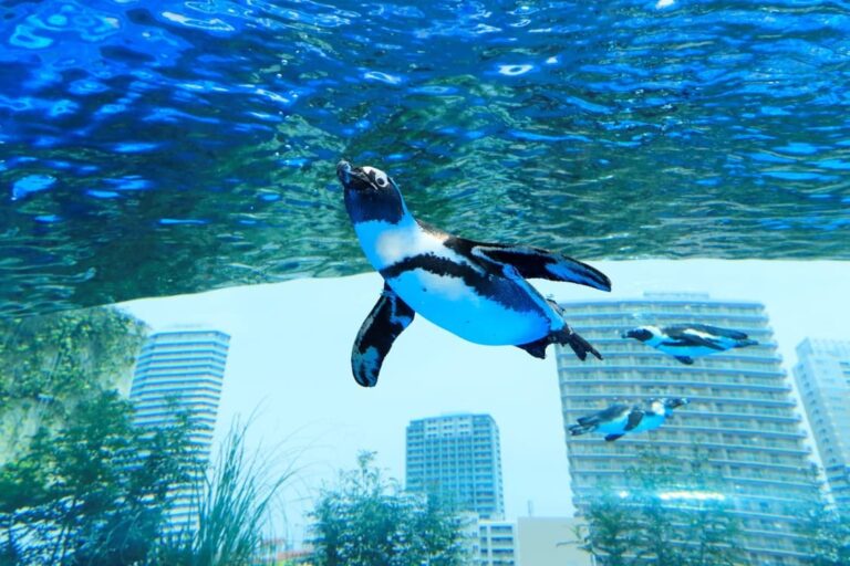 サンシャイン水族館 「みんなで考えよう！世界ペンギン・カワウソの日」開催