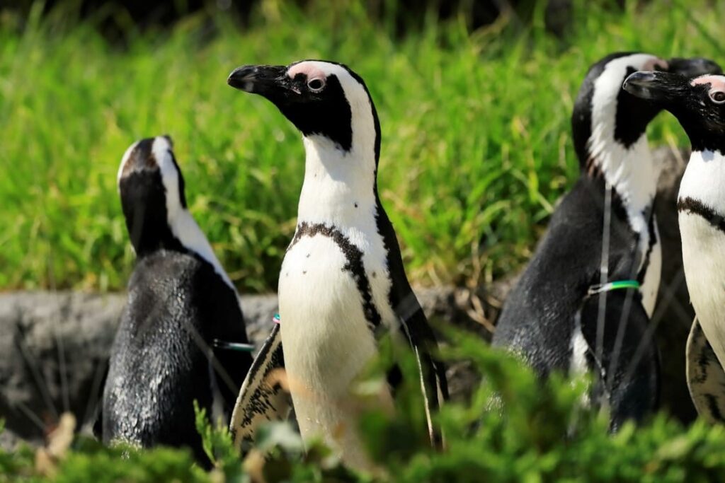 サンシャイン水族館 「みんなで考えよう！世界ペンギン・カワウソの日」