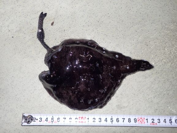 仙台うみの杜水族館 深海エリアリニューアル キタチョウチンアンコウの標本