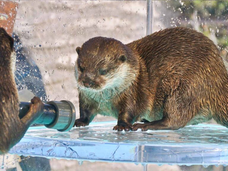 京急油壺マリンパーク コツメカワウソ