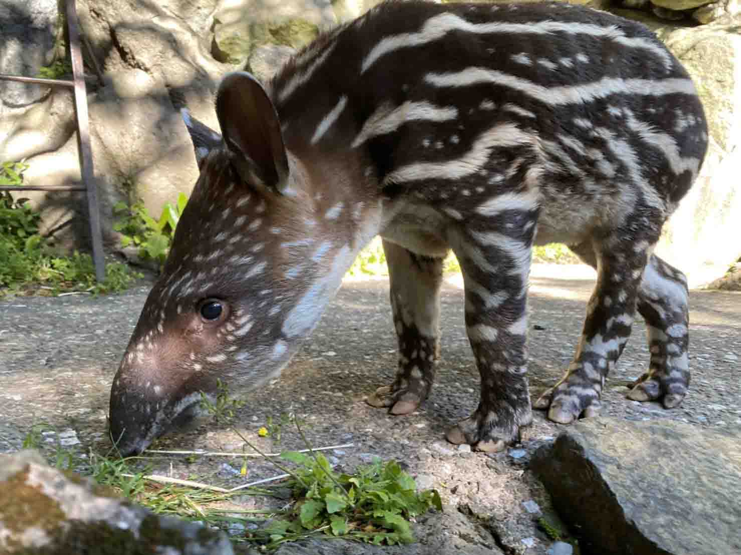 アメリカバクやカピバラなど4種類の動物の赤ちゃん誕生 伊豆シャボテン動物公園 動物日和 動物園水族館情報サイト