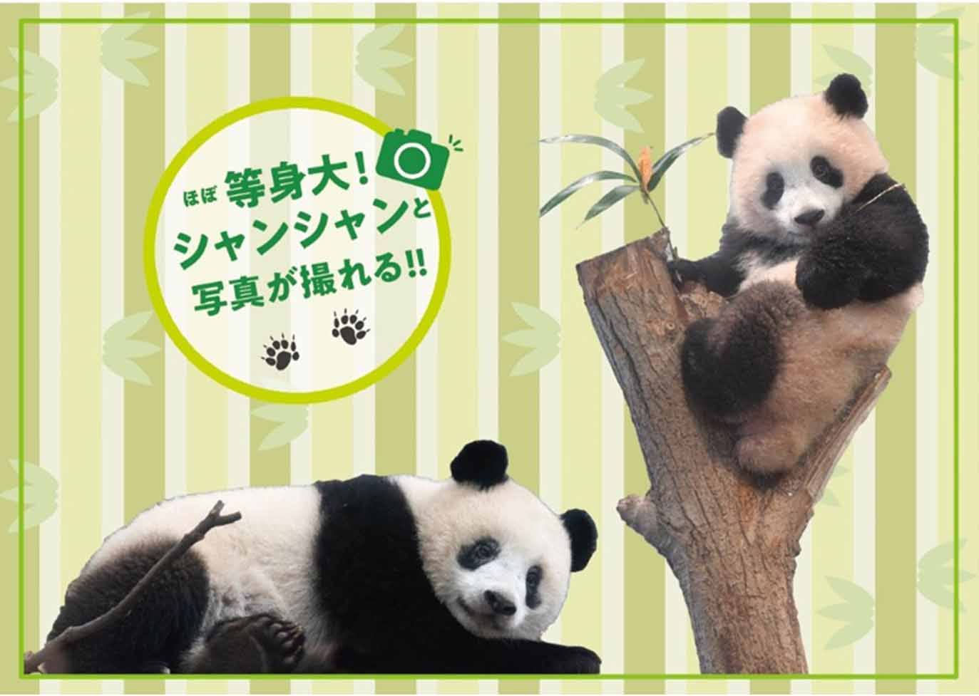 上野動物園“シャンシャン”4歳の誕生日を祝うイベント開催6/9〜29 ...