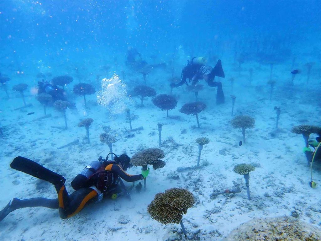 サンシャイン水族館「サンゴプロジェクト」