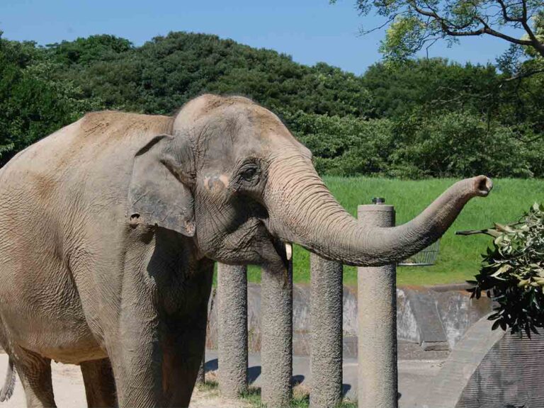 コロナ後の動物園が担う役割