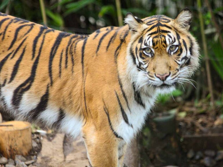 コロナ後の動物園が担う役割 ３『保全・研究』