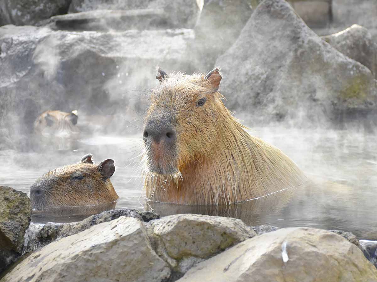 記念メダル　伊豆シャボテン公園　カピバラ dobutsubiyori_izushaboten20221