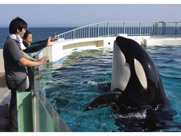 鴨川シーワールド 満喫体験 シャチとのふれあい