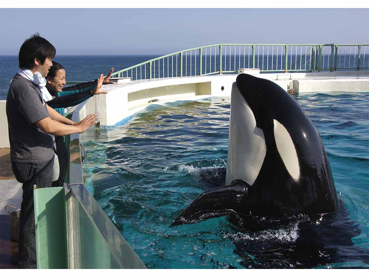 シャチとふれあえる 特別体験プログラム 満喫体験 開催 鴨川シーワールド 動物日和 動物園水族館情報サイト