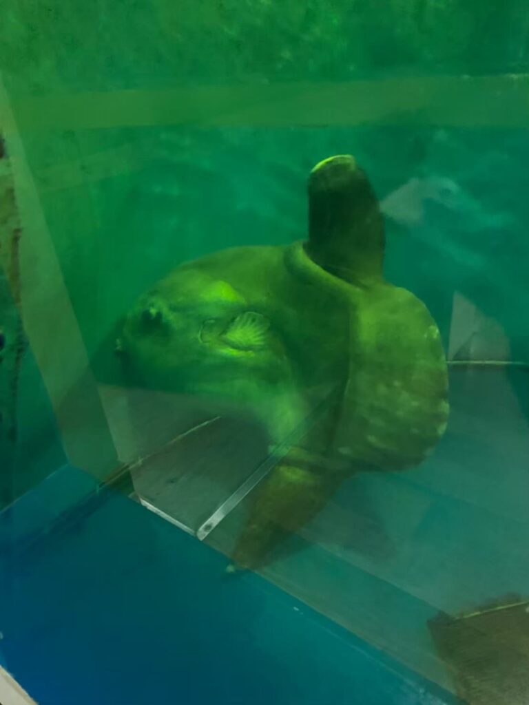 全国で会えるのは7か所だけ！越前松島水族館の「のほほんマンボウ」（動物園で人気な”あのトリ”も…）