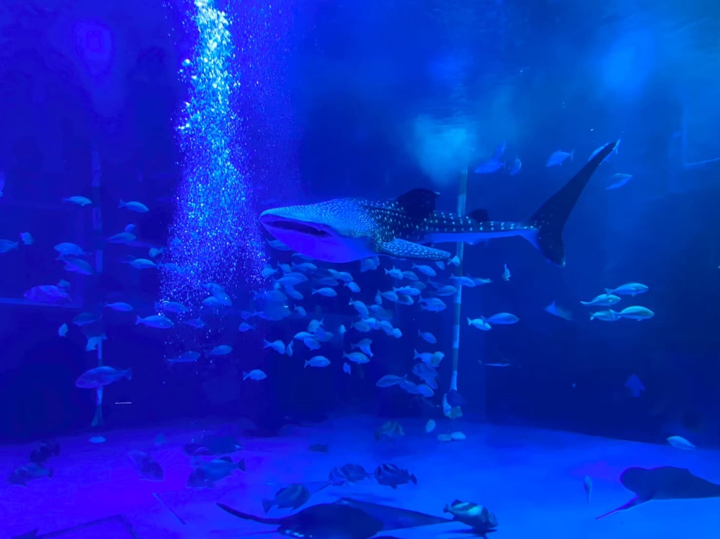 のとじま水族館で2匹のジンベエザメをあらゆる角度からウォッチング！〜世界最大の魚を”上から”見たことはありますか？〜
