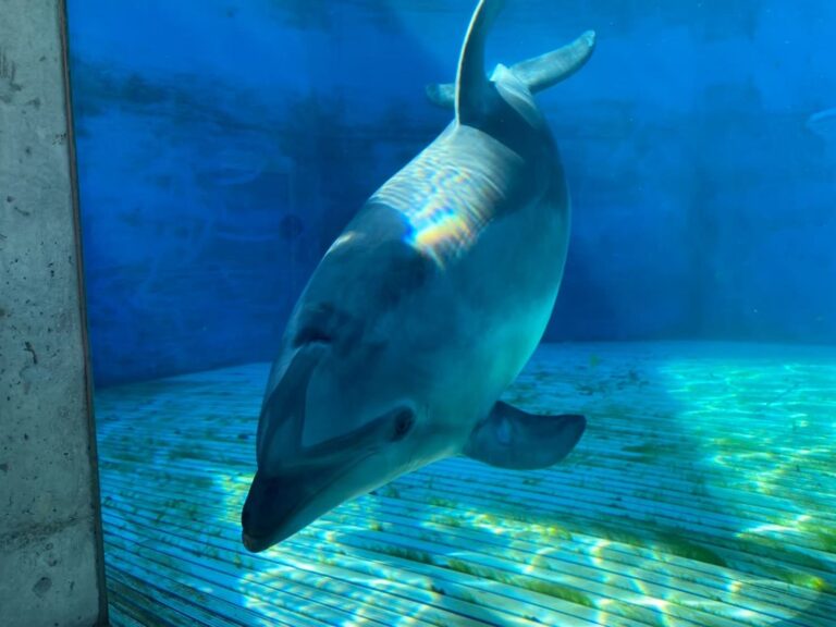 越前松島水族館にて最高のツーショットを撮ろう！ポーズがとっても上手なイルカ，サフィちゃん