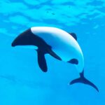 イロワケイルカに会える水族館はどこ?(日本全国で2館、6頭のみ) イロワケイルカ 仙台うみの杜水族館