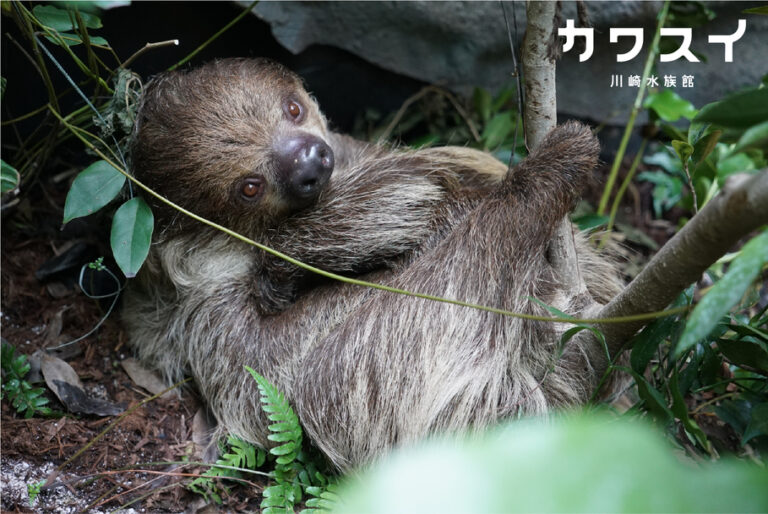 カワスイ　クラウドファンディング