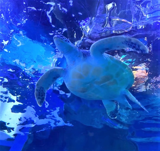 【クリスマスイベントも開催中！】しながわ水族館で癒しのひとときを。頭上をはばたくアオウミガメたち