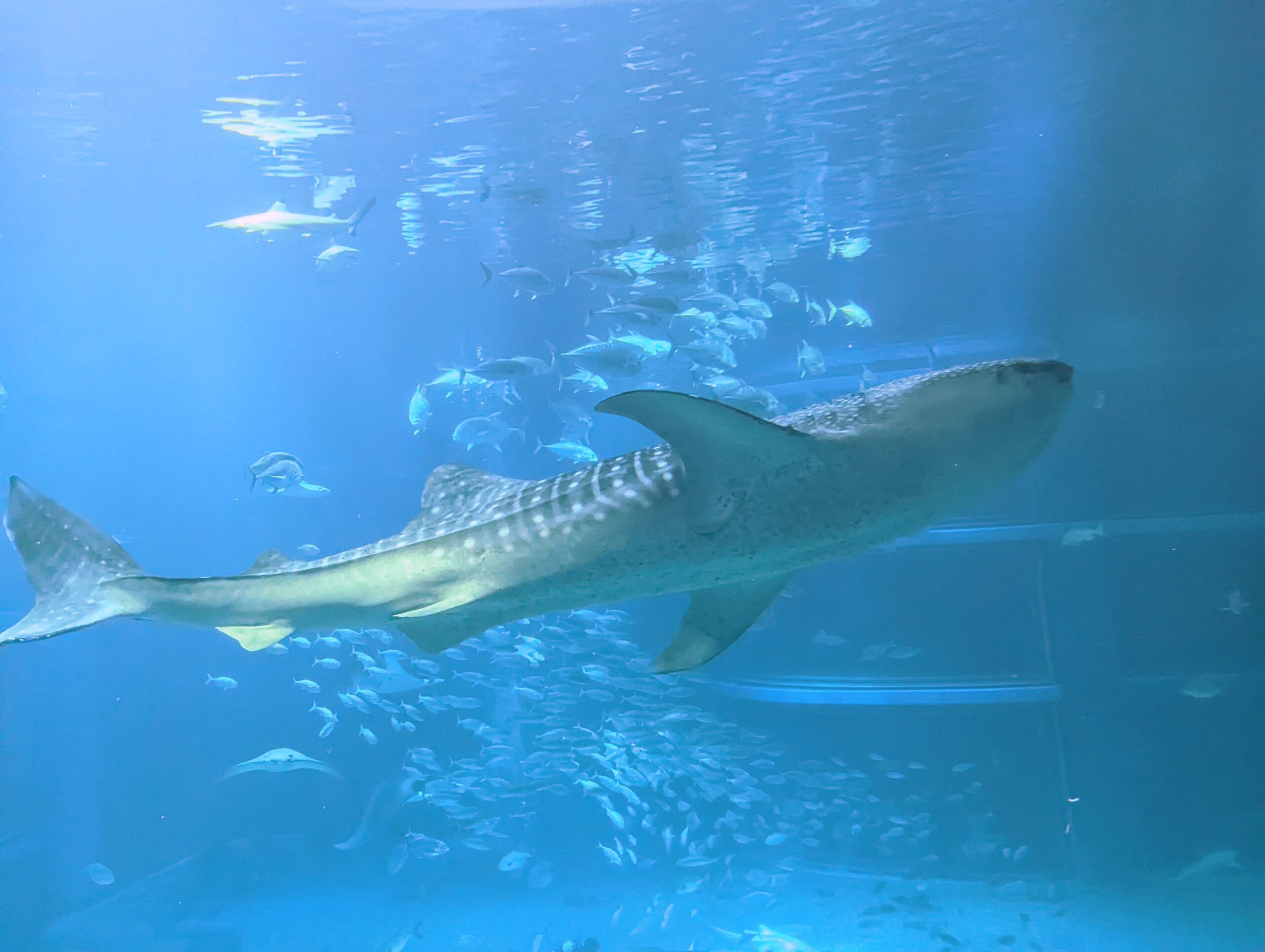 海の友達セット ジンベエザメ、タコ 、シャチ 海の友達セット