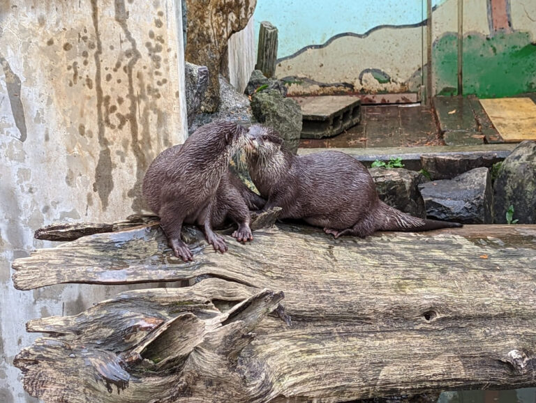 こども大興奮！コツメカワウソのむしゃむしゃタイム【智光山公園こども動物園】