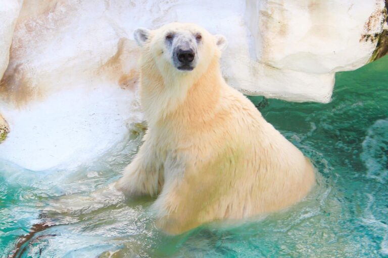 【上野動物園】「シロクマ」なのに「白」じゃない！ホッキョクグマの毛って○○色あんねん！？