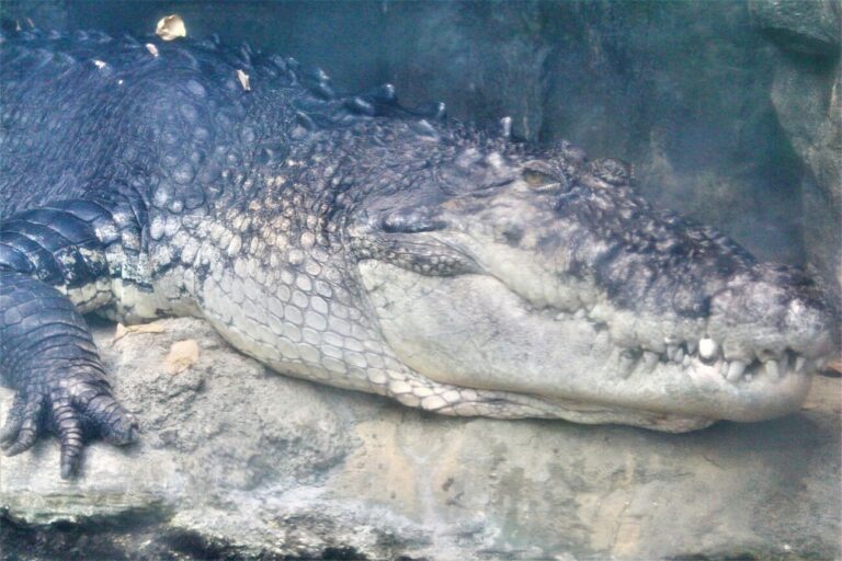 【VIVARIUM前編】上野動物園の“2大長老”って？どちらもこの施設で会えますよ♪珍しい生き物たちがいっぱいのビバリウム