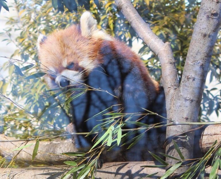 【かわいい】上野動物園の「ぬいぐるみみたいにかわいい動物たち」を紹介します！