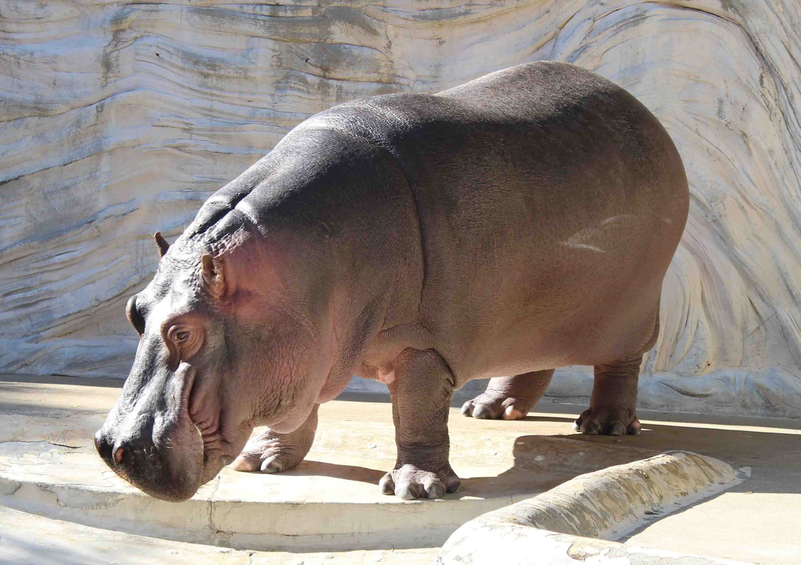 上野動物園】カバってなぜ毛が少ないの？なぜ肌がピンクなの？ - 動物