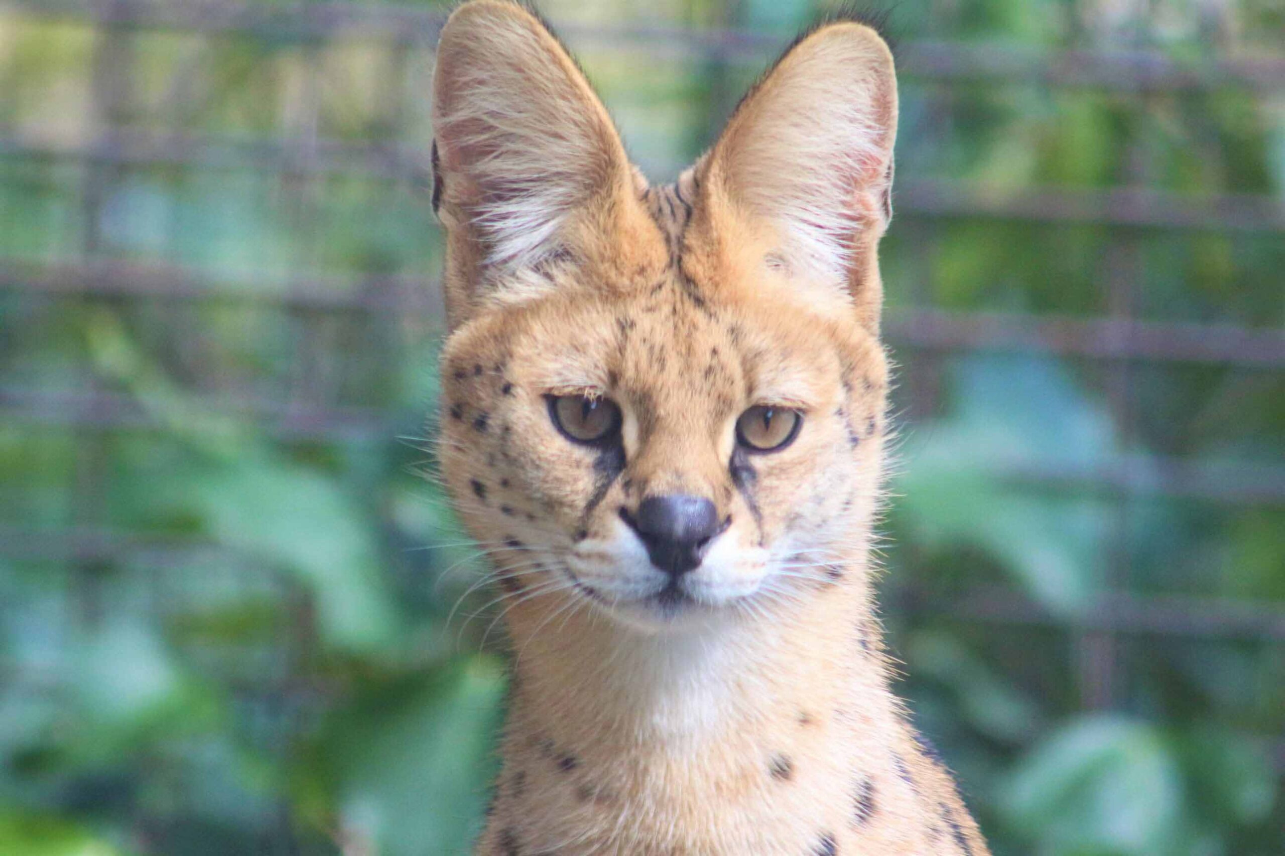 とべ動物園】人気投票1位！個性たっぷり「サーバル」ファミリー3頭と、その生態に迫る - 動物日和 | 動物園水族館情報サイト, image size:2560x1707